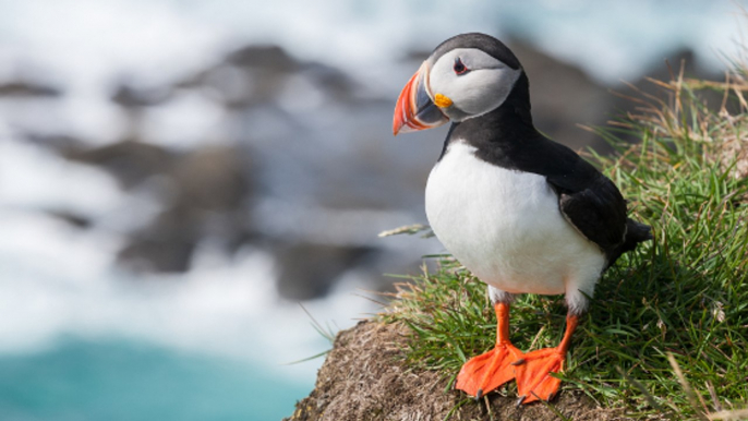 Les chants de ces cinq oiseaux vont vous étonner