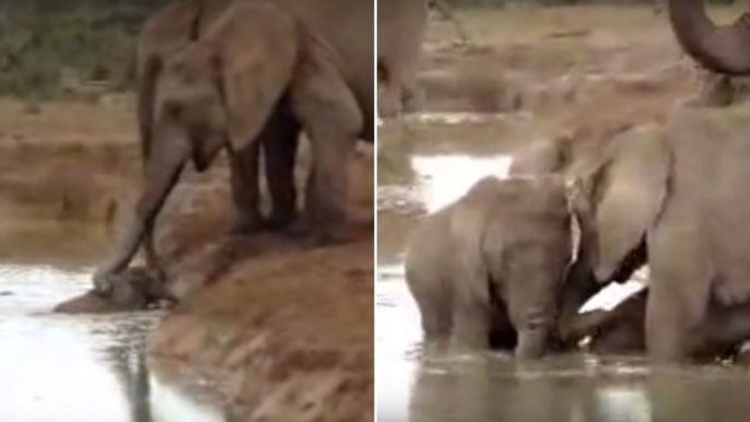 Des éléphants allient leurs efforts pour sauver un petit tombé à l'eau