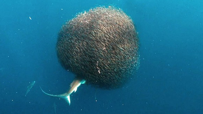 Voici comment un banc de poissons forme une boule pour se protéger des prédateurs (Vidéo)