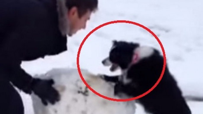 Ce chien a décidé d'aider à construire le bonhomme de neige. Il va vous faire craquer !