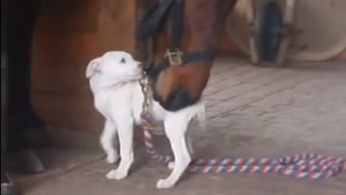 Personne ne croyait cette amitié possible. Pourtant, ce chien et ce cheval sont de vrais copains