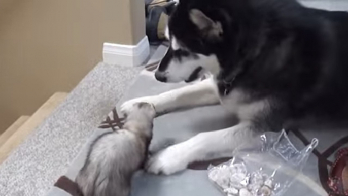 Un gros chien se chamaille avec un petit furet. Qui va l'emporter ?