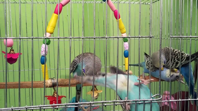 Beautiful budgies birds playing