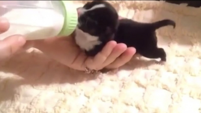 Ce petit chiot n'a pas de pattes avant. Mais il va quand même vous faire craquer...