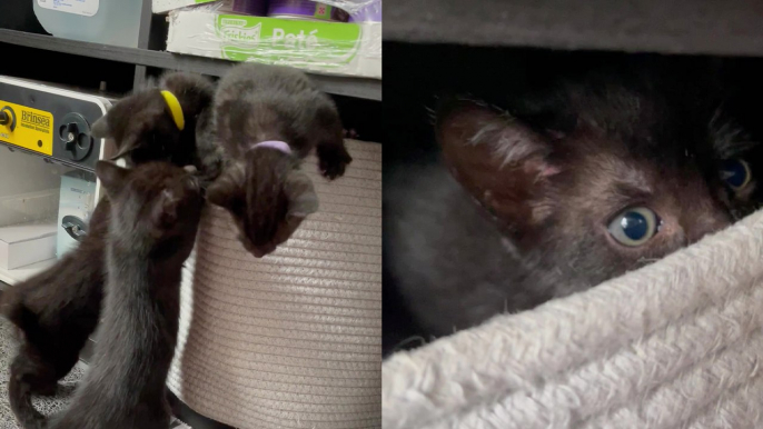 'Foster kittens playing with each other while trying to climb inside woolen bucket '