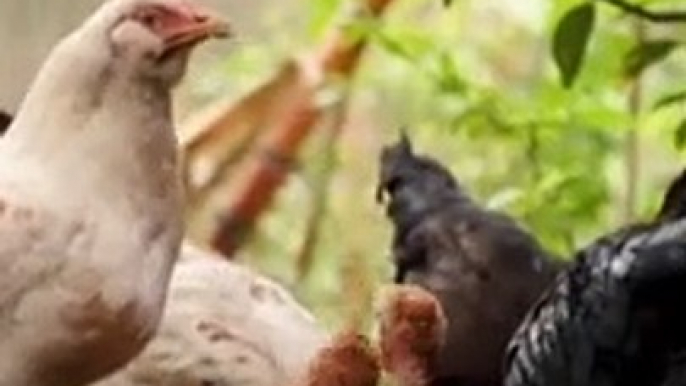 where hens give blue eggs|which country hens give blue eggs most in #newfact #newshorts #