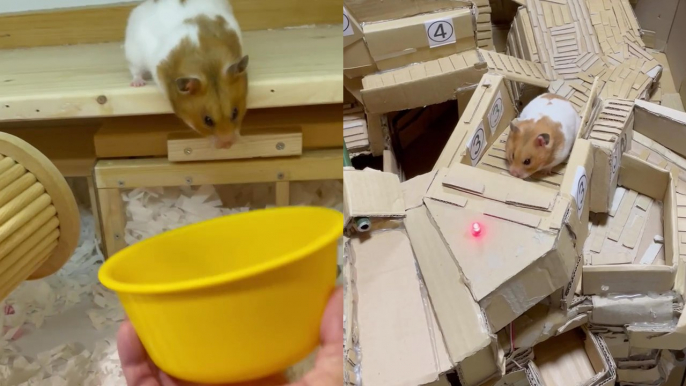 'Hungry hamster completes a 'jumpy' obstacle course in a random but smart manner '