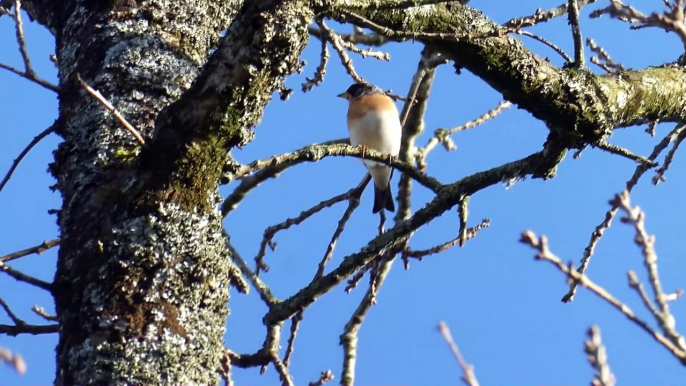 Pinson du Nord filmé en bretagne , espèce d'oiseaux appartenant à la famille des Fringillidae .