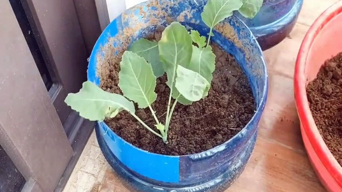 how to grow rabi cabbage vegetables