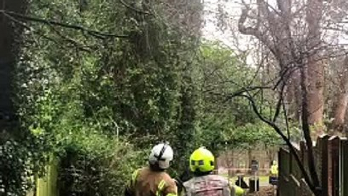 80-foot tree felled after putting Haywards Heath garden in danger