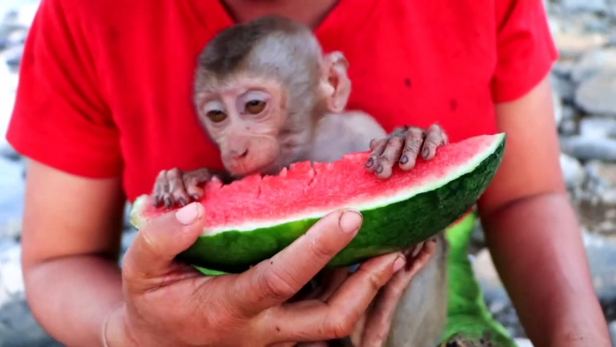 woman baby monkey watermelon at river - baby monkey and woman eating watermelon