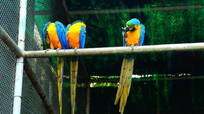 Coloreful parote birds..Pets animals Life 2022