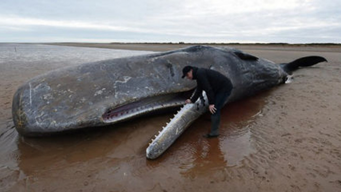 Scientists Found Something Horrifying Inside This Whale's Stomach