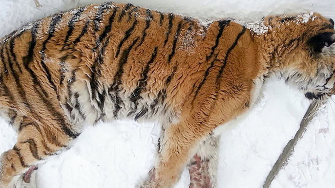 After finding this Siberian Tiger lying on his doorstep he knew he had to act fast