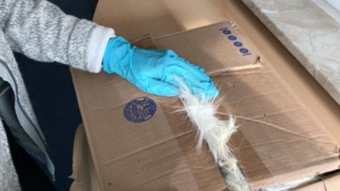 German Customs Discovered Something Horrifying In This Package
