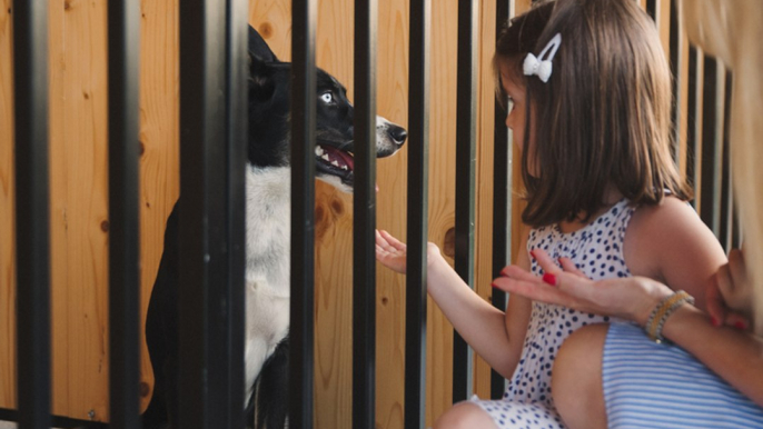 This Dog Realises He's Finally Been Adopted - And His Reaction Will Bring Tears To Your Eyes