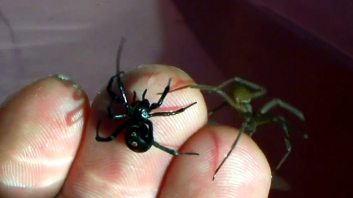Quand un homme s'amuse à poser deux dangereuses araignées sur ses doigts