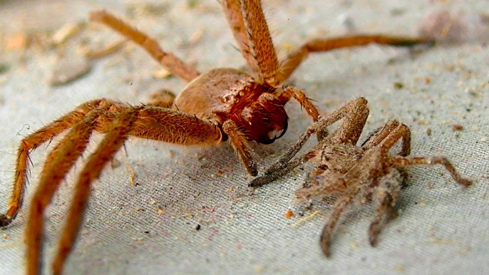 Les 5 araignées les plus dangereuses au monde