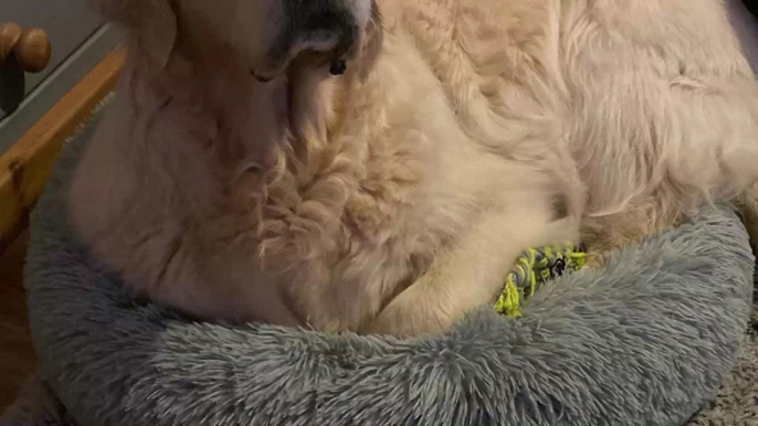 Golden Retriever erblindet: Dann macht ihm sein Frauchen ein besonderes Geschenk