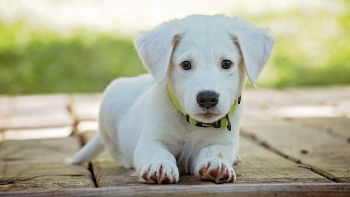 Calculer l'âge d'un chien : non, une année humaine ne correspond pas à sept années de chien