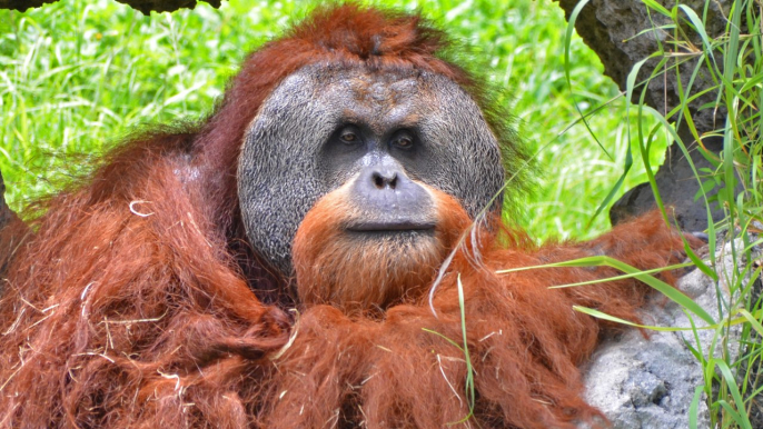 Les orangs-outans sont les seuls primates non humains à parler du passé