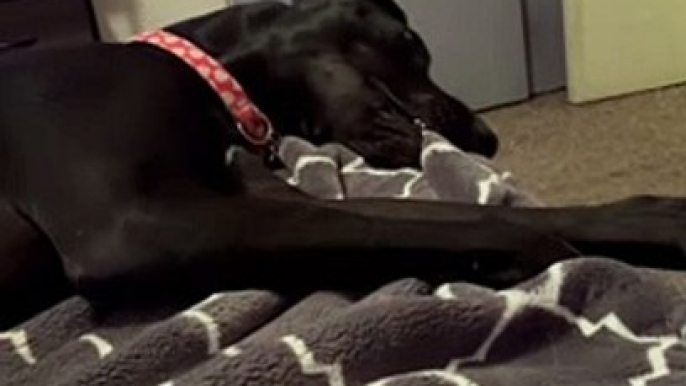 Great Dane Throws Tantrum Over Dropped Ball