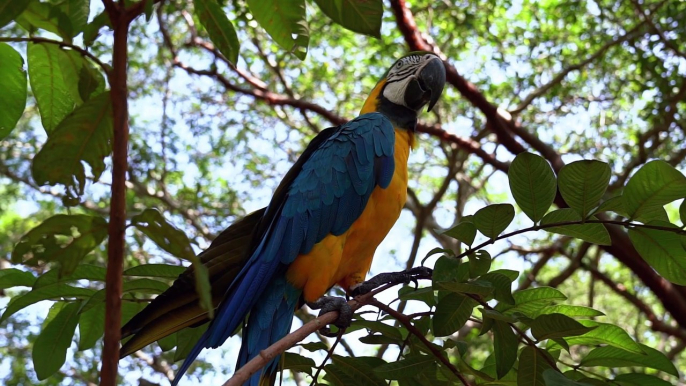 Most Beautiful Scarlet Macaw Birds | Most Beautiful Birds in The Jungle | Colorful Birds