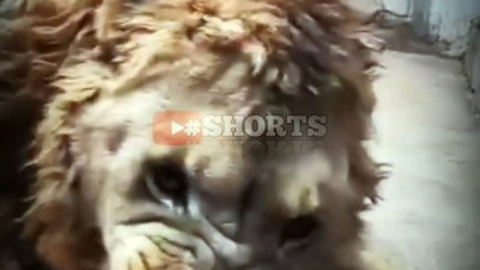 Why the king  always looks terror | #shorts | lion the king  | #whatsappstatus #attitudestatus #animals #trend #viral #trending