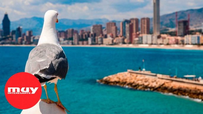 ¿Por qué hay gaviotas en el cielo de Madrid?