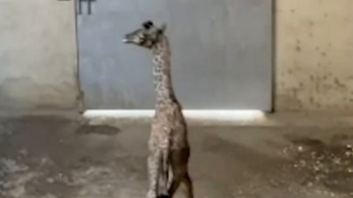 Baby Giraffe Takes First Steps at Santa Barbara Zoo