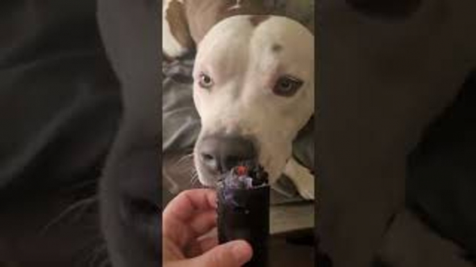 Confronting the Dog Over Chewed Up Remote