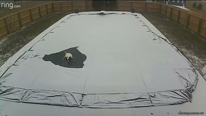 Dog Decides to Take a Load off on Pool Cover During Snow Storm