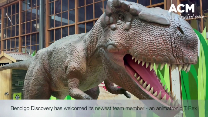 Bendigo Discovery has welcomed its newest team member - an animatronic T Rex | Mar 2022 | Bendigo Advertiser