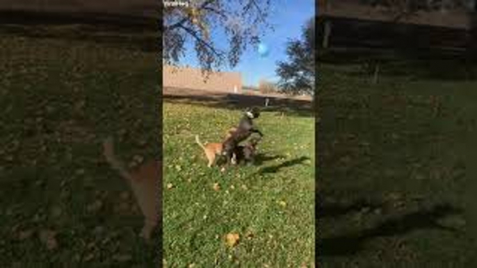 Happy Pups Play Balloon Volleyball