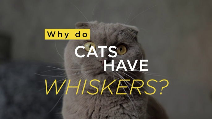 Why do cats have whiskers? | Cats Uncovered