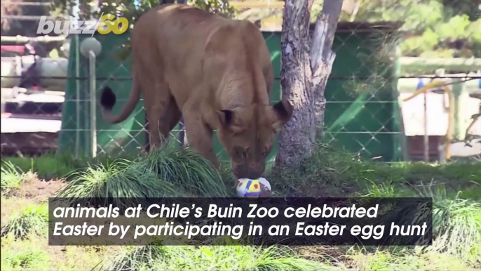 Chilean Zoo Hosts an Easter Egg Hunt for Its Animals To Celebrate Easter