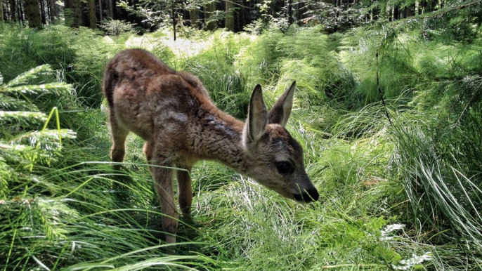 Heimat Natur Trailer Deutsch German (2022)