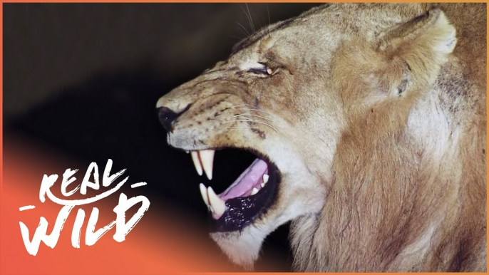 wild lion 'Struggle To Survive (Wildlife Documentary) | Predators In Peril | Real Wild