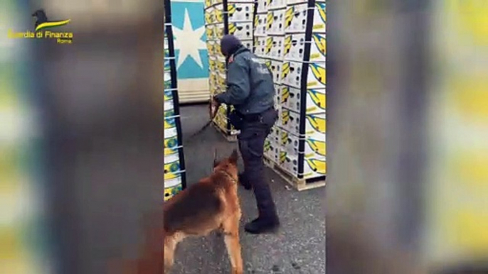 Civitavecchia, sequestrati al porto oltre 400 kg di cocaina nascosti tra le banane