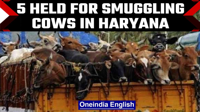 Haryana: 5 held for cow smuggling and alleged firing at cow vigilantes | OneIndia News