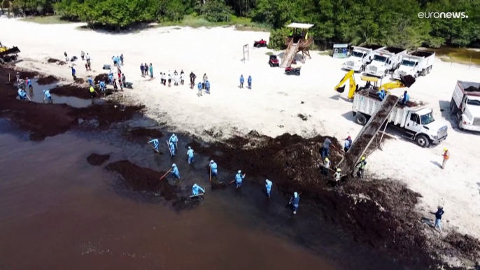 El sargazo vuelve a cubrir las playas de México en las vacaciones de Semana Santa