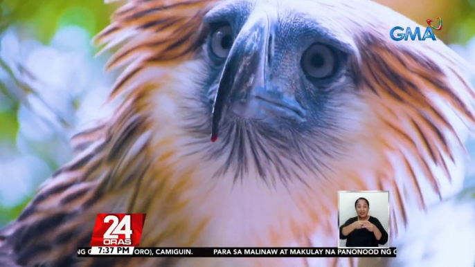 #KuyaKimAnoNa?: Unang binansagang "monkey-eating eagle" ang Philippine eagle dahil unggoy lang daw ang kinakain nito noong nadiskubre ito sa Samar | 24 Oras