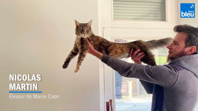 Un élevage de chats Maine Coon, dans le Nord-Mayenne