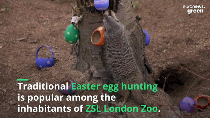 Watch meerkats and gorillas eggsploring their Easter treats at London Zoo