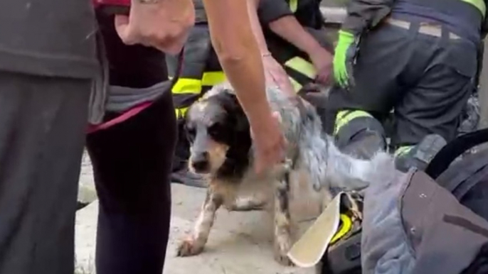 Genova - Cane bloccato in un cunicolo: salvato dai Vigili del Fuoco (13.05.22)