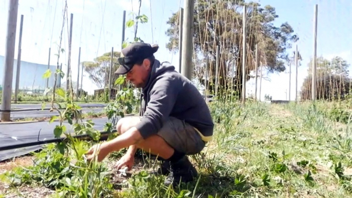 Farmers and craft beer brewers team up to resurrect an old brewing technique