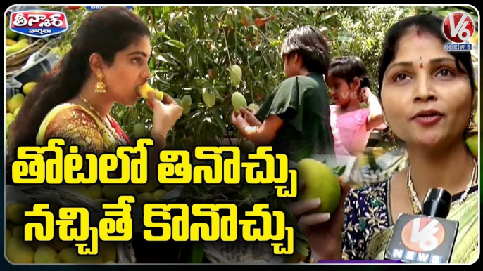 People Show Interest To Eat Organic Mangoes _ Sangareddy _ V6 Weekend Teenmaar