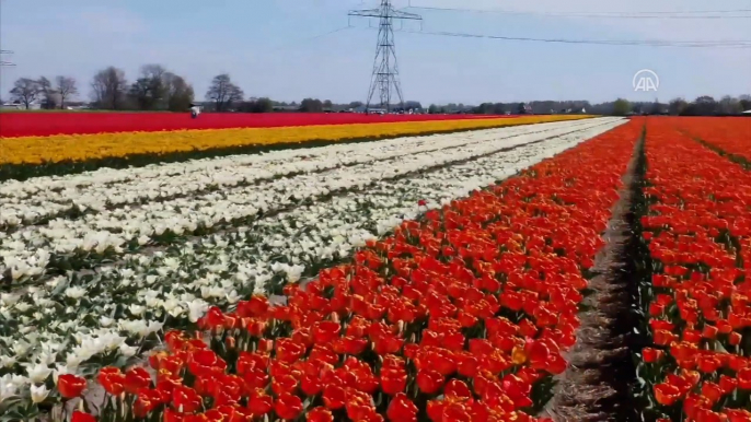 Rouge, rose, orange.... Les champs de tulipes sont en fleurs aux Pays-Bas