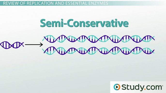 DNA Replication- Review of Enzymes, Replication Bubbles & Leading and Lagging Strands