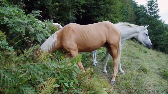 Músicas Relaxantes  Cavalos